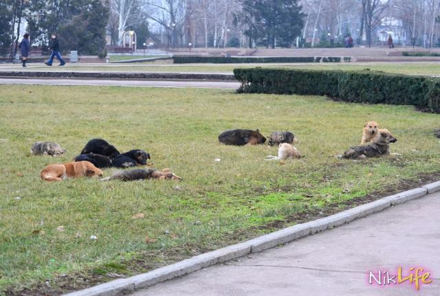 Стаи бродячих собак оккупировали Николаев