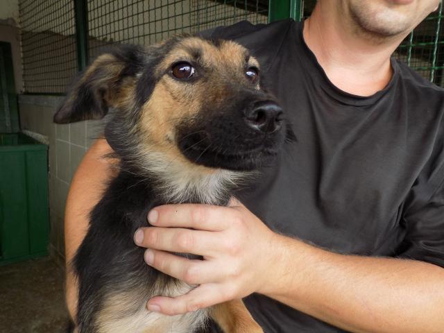 Бездействие исполнительной службы привело к гибели 5 животных и 2 годам мучений 10 семей общежития