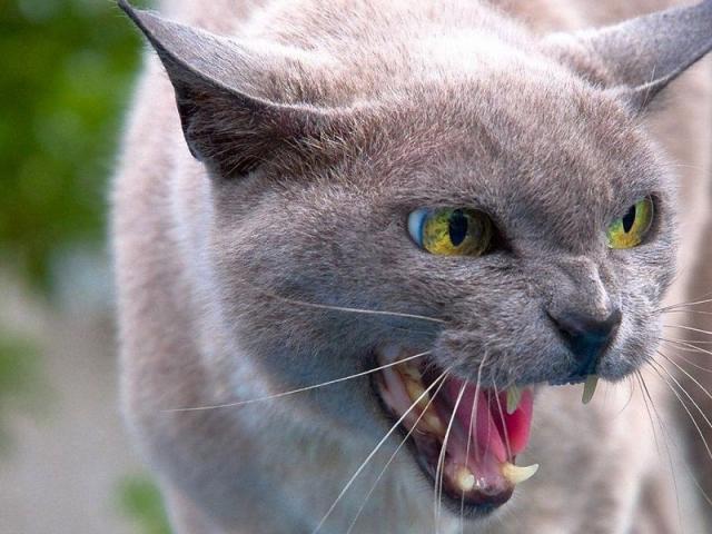 КП "Центр обращения с животными" сообщает о проведении карантинных мероприятий по ликвидации бешенства на территории Киевского района г. Харькова