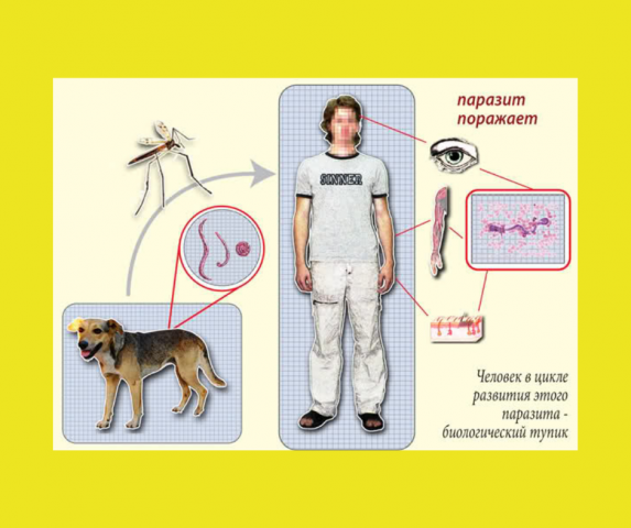 В Николаеве 30% бездомных собак болеют «сердечным глистом»: заразились трое горожан