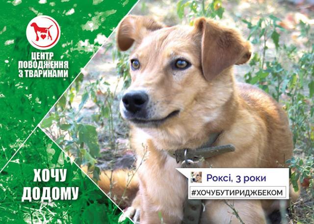 КП "Центр обращения с животными" - реклама животных приюта к новогодним праздникам