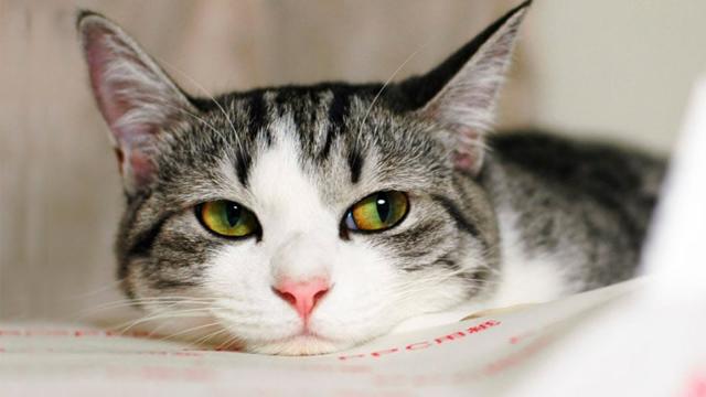 О пользе кастрации или как изменить судьбу кота