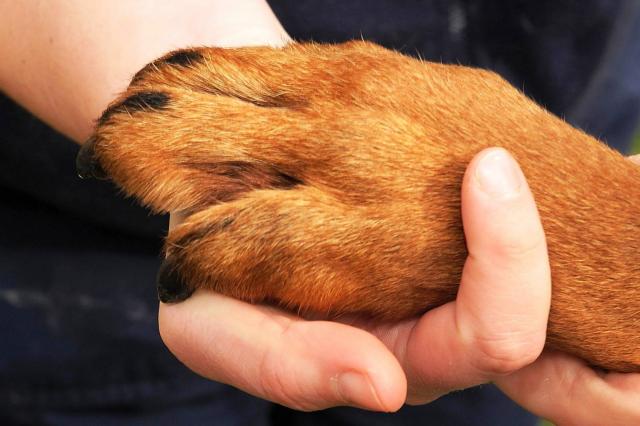 Счастливое возвращение Барона домой