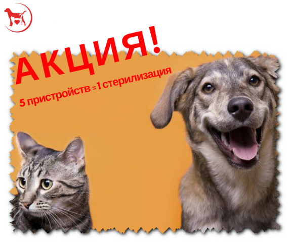 КП "Центр обращения с животными" совместно с волонтерами продолжает акцию "5 пристройств = 1 стерилизация"