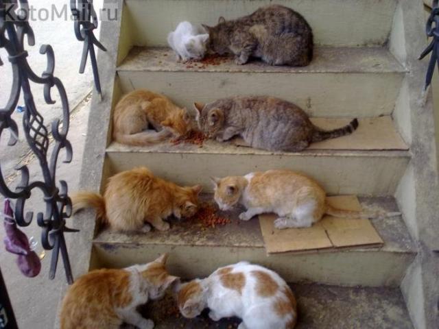 Синдром Плюшкина в действии, или Как справиться со стихийными приютами для животных?