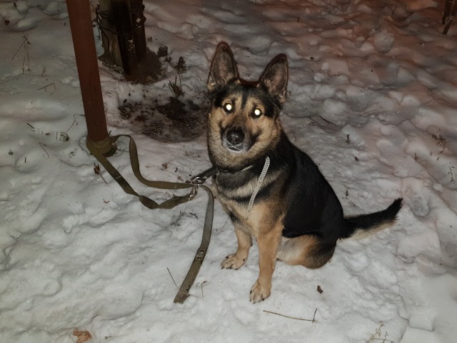 Харьковчанка нашла в 5 утра привязанную к столбу немецкую овчарку