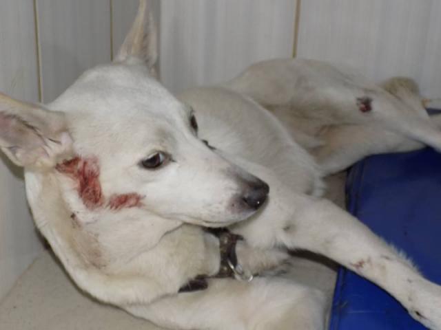 Собаки - жертвы ДТП