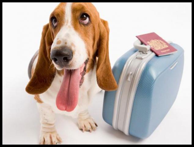 Держпродспоживслужба щодо некомерційного переміщення домашніх тварин на територію ЄС