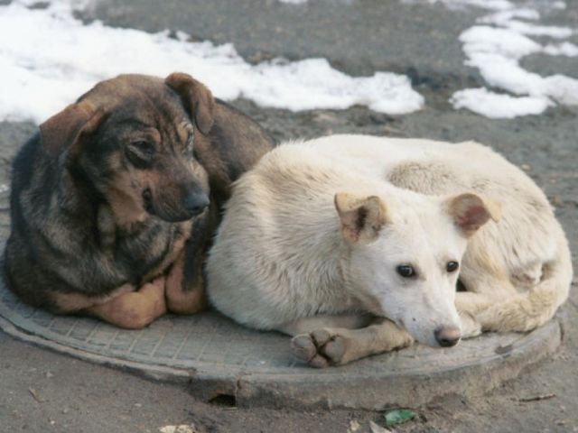 «Говорит Николаев: Бродячие животные»