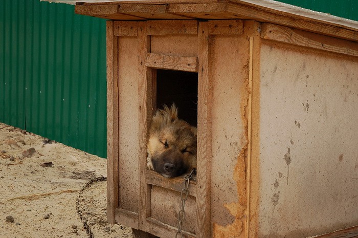 Харьковский приют для животных