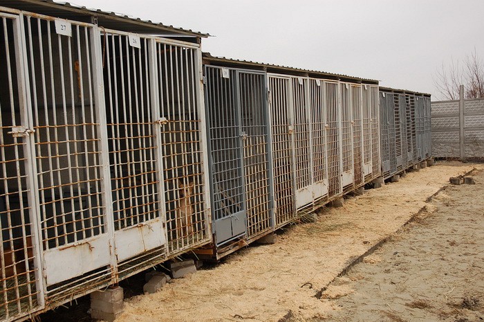 Харьковский приют для животных