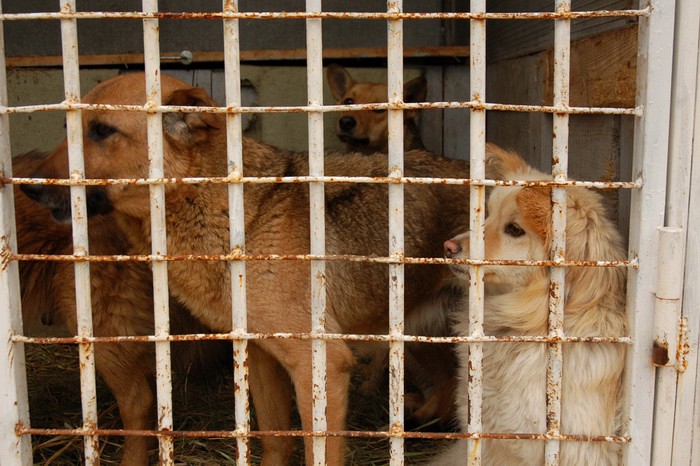 Харьковский приют для животных