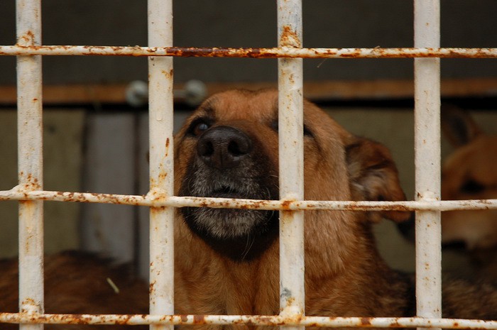 Харьковский приют для животных