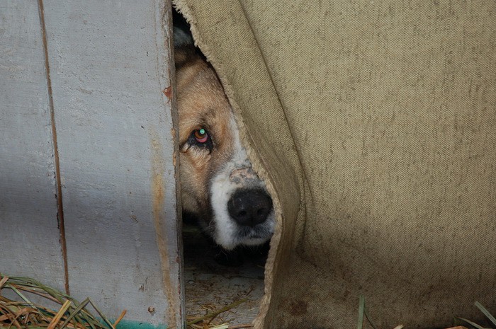 Харьковский приют для животных