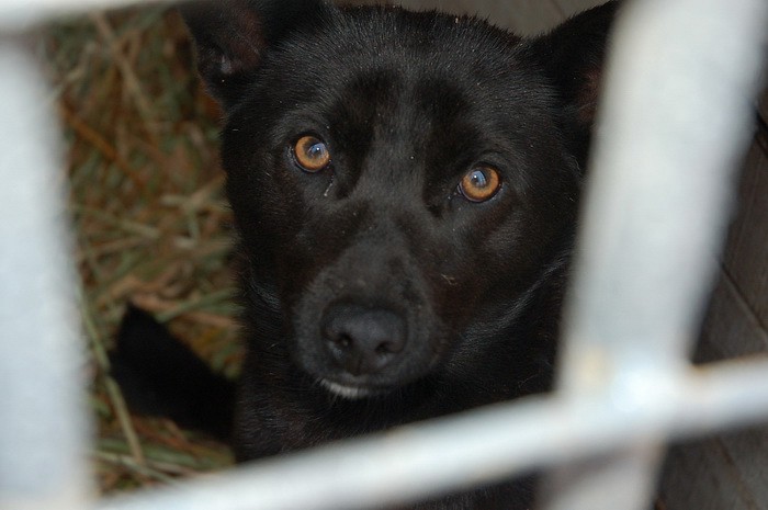 Харьковский приют для животных