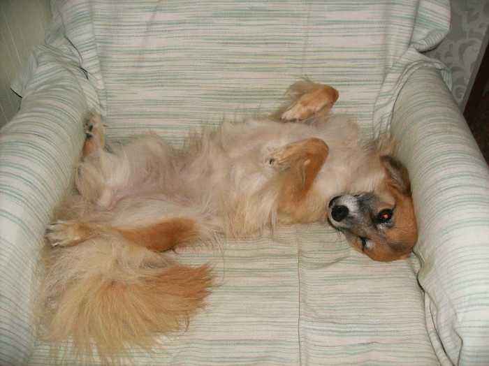 Харьковский приют для животных