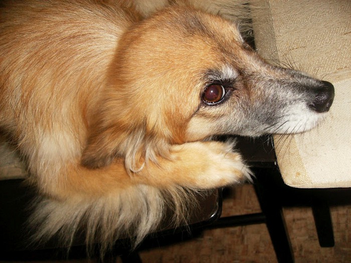 Харьковский приют для животных