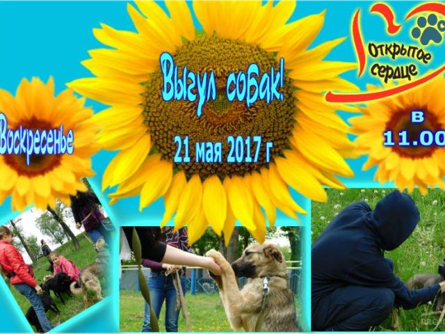 Выгул собак в приюте КП "Центр обращения с животными" Харьков