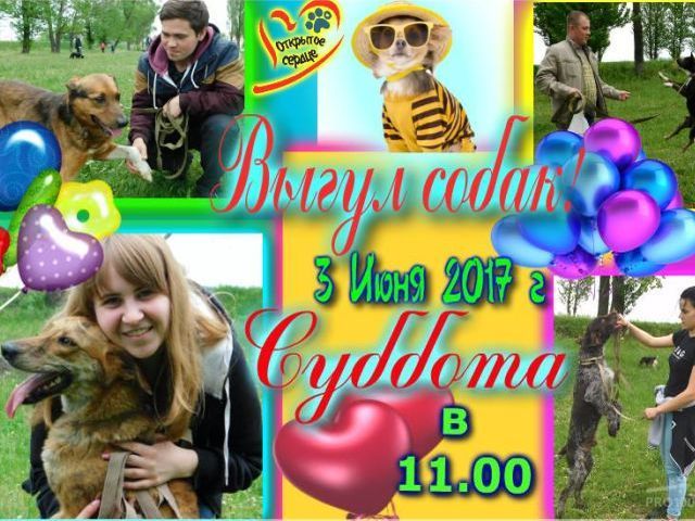 Выгул собак в приюте КП "Центр обращения с животными" Харьков