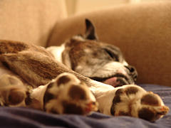 как отличить больное животное от здорового