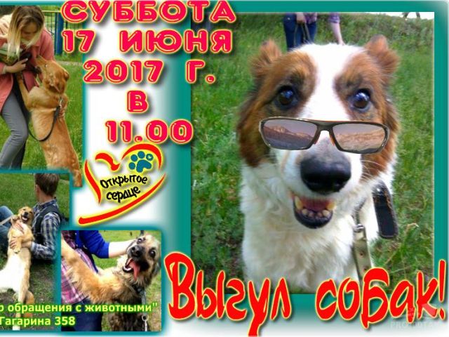 Выгул собак в приюте КП "Центр обращения с животными" Харьков