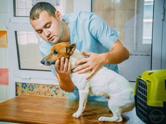 В "Центре обращения с животными" стартует новый проект - "Айболит советует"