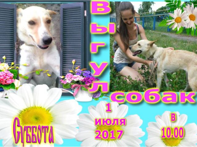 Выгул собак в КП Центр обращения с животными, Харьковском приюте для животных