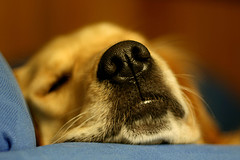 уход за носом собаки