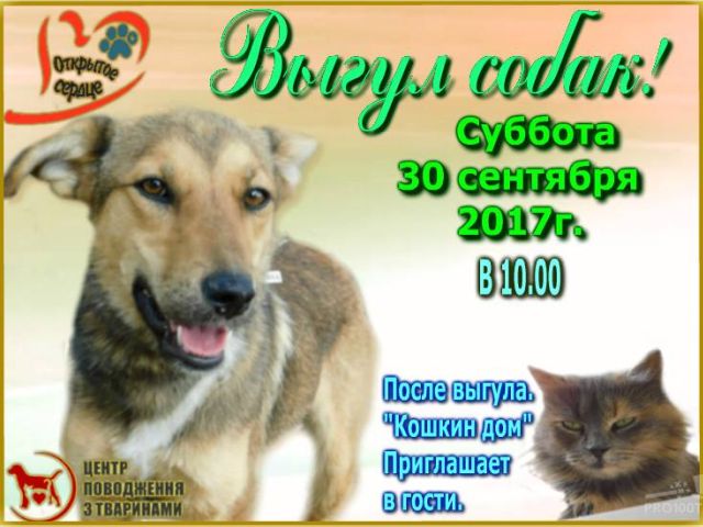 Выгул собак и посещение "Кошкин Дом" в КП Центр обращения с животными Харьков