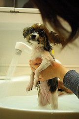 Мытье щенка