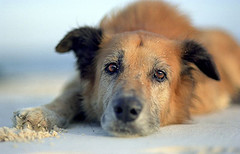 бездомные животные