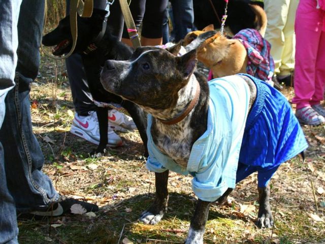 Всемирный день защиты животных. Проходил в поселке Жуковского