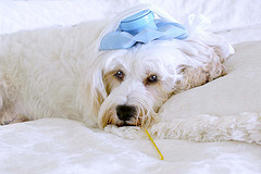 измерение температуры собаке