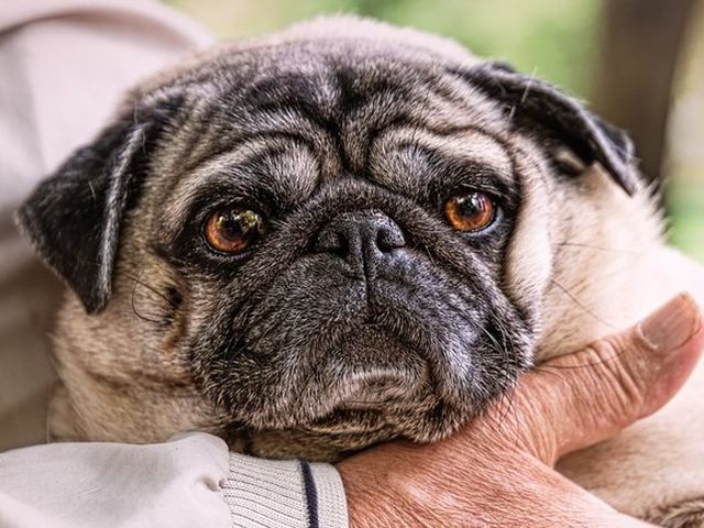 Ученые нашли неожиданное свойство, объединяющее людей и собак