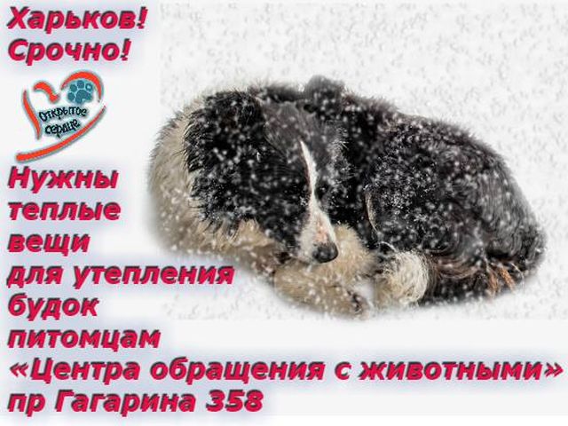 Волонтеры из "Открытых сердец" просят приносить теплые вещи в Приют