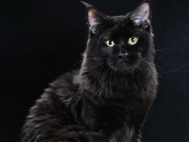 в книгу рекордов Украины внесли самого длинного кота