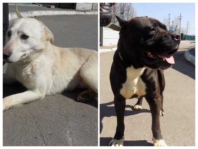 Собаки-неразлучники Квентин и Маркус снова вместе