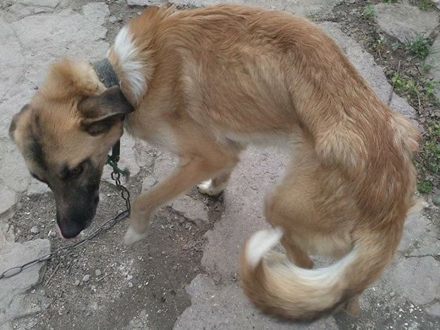 На Запорожье семья до смерти морит голодом домашних собак