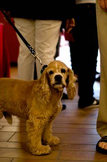 собаки в Германии