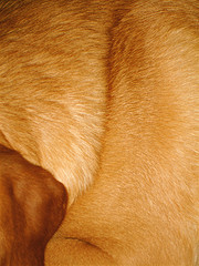 Уход за шерстью собак