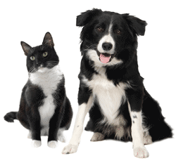 Реєстрація тварин