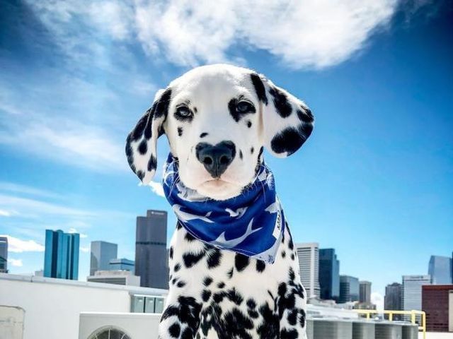 Щенок далматинца с сердечком