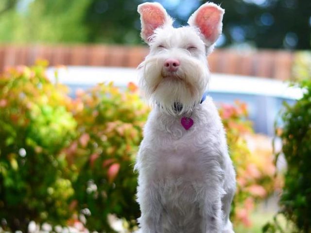 История Шерлока: жизненный путь пса с необычной внешностью