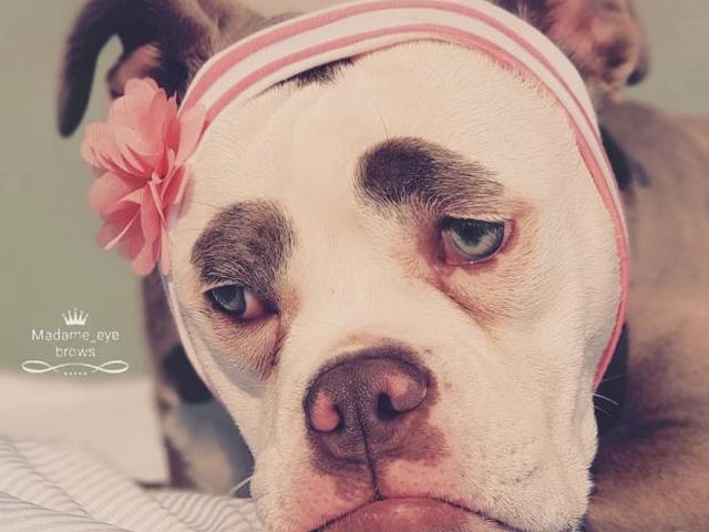 собака с грустной мордочкой