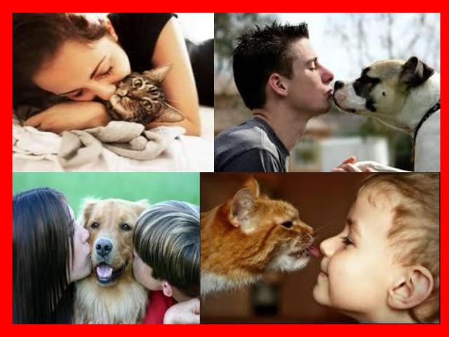 Предотвращение заражения дипилидиозом человека