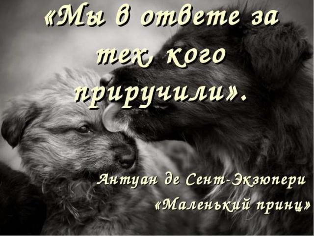 Печальное окончание истории о конфискованной по решению суда собаки