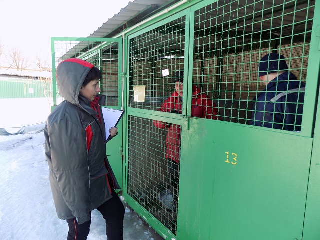 В приюте Центра обращения с животными около 120 собак ждут новых хозяев