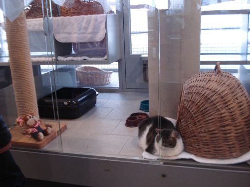 Харьковский приют для бездомных животных