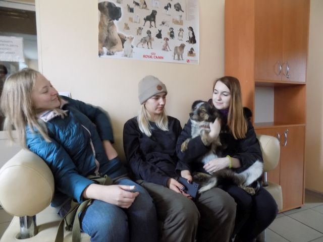 пристройство в приюте центра обращения с животными