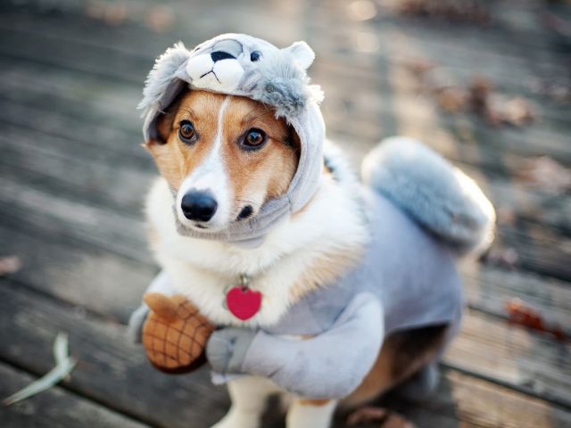 Центр обращения с животными приглашает всех на свое костюмированное шоу Dog`s Fashion Show 